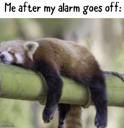 image tagged in memes | made w/ Imgflip meme maker
