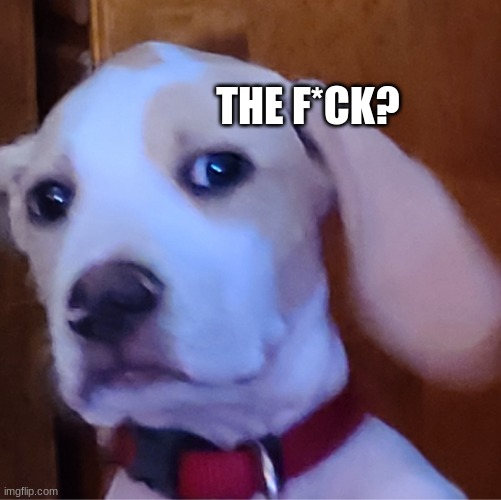 The fucc? | THE F*CK? | image tagged in the fucc | made w/ Imgflip meme maker