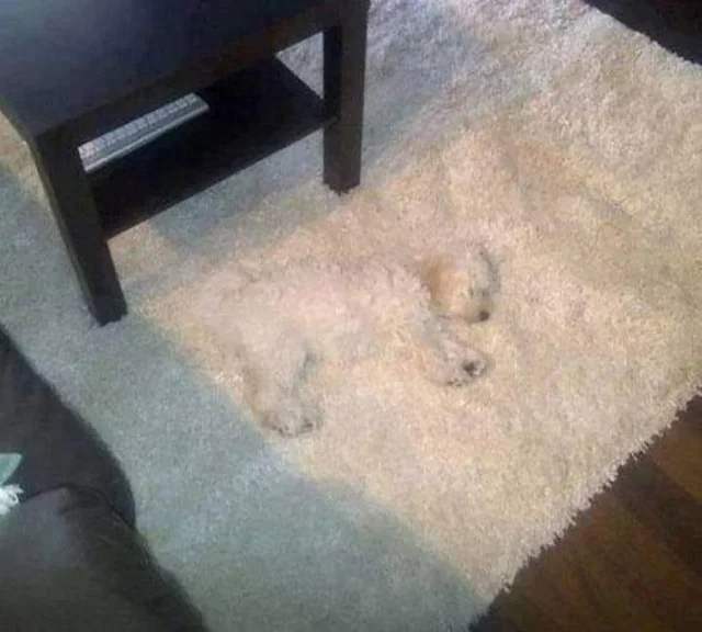 White dog on white carpet Blank Meme Template