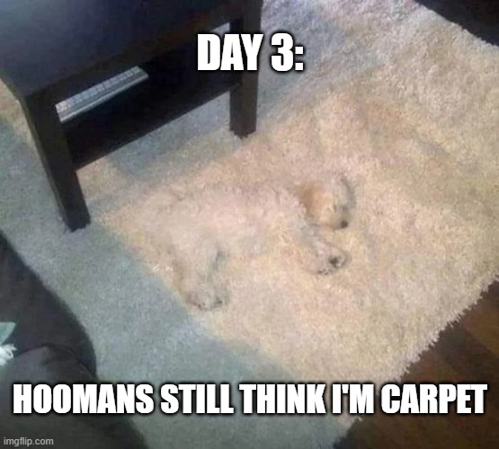 Day 3: Hoomans still think I'm carpet | DAY 3:; HOOMANS STILL THINK I'M CARPET | image tagged in white dog on white carpet | made w/ Imgflip meme maker