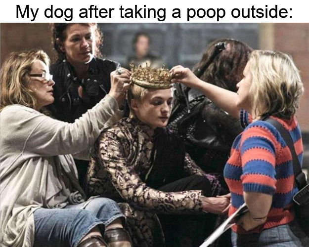 My Liege [bows to the poodle] | My dog after taking a poop outside: | image tagged in king,my liege,dog,poodle,standard poodle | made w/ Imgflip meme maker