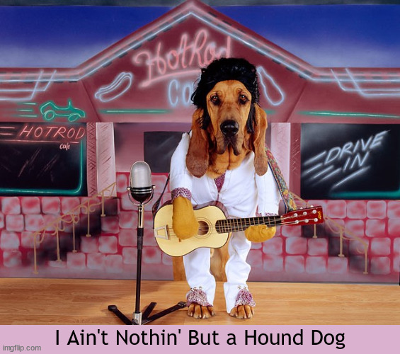 I Ain't Nothin' But a Hound Dog | image tagged in hound dog,dog,elvis,music,funny,memes | made w/ Imgflip meme maker