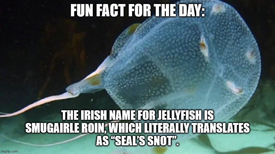 I looked it up and I believe it is pronounced like smoo-gair-l  roy-n.  It really does mean seal's snot. | FUN FACT FOR THE DAY:; THE IRISH NAME FOR JELLYFISH IS
SMUGAIRLE ROIN, WHICH LITERALLY TRANSLATES
AS “SEAL’S SNOT”. | image tagged in seals snot,jellyfish,smugairle roin | made w/ Imgflip meme maker