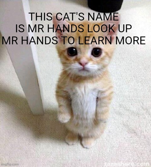 Look it up | THIS CAT'S NAME IS MR HANDS LOOK UP MR HANDS TO LEARN MORE | image tagged in memes,cute cat | made w/ Imgflip meme maker