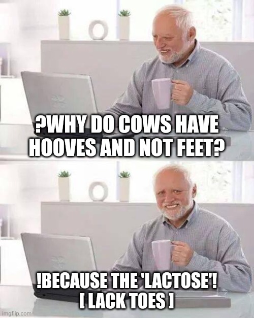 Hide the Pain Harold Meme | ?WHY DO COWS HAVE HOOVES AND NOT FEET? !BECAUSE THE 'LACTOSE'!
[ LACK TOES ] | image tagged in memes,hide the pain harold | made w/ Imgflip meme maker