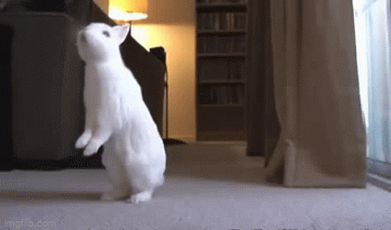 Slouching Rabbit Gif Food - Imgflip