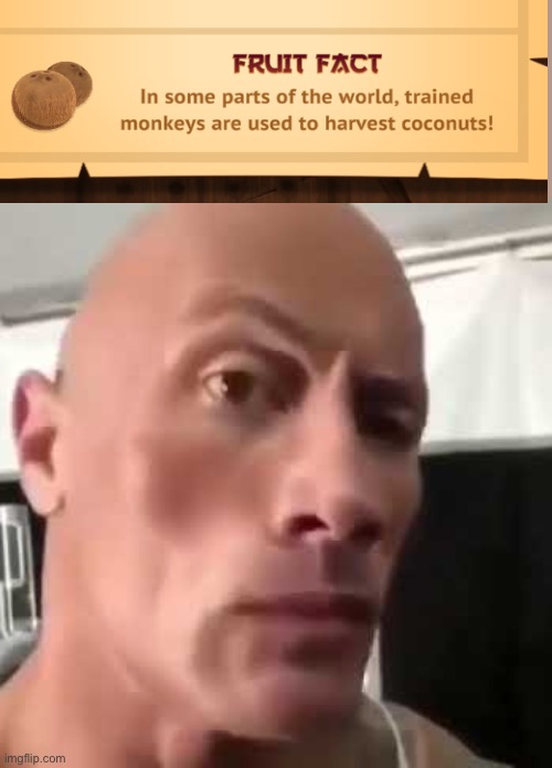 ????? | image tagged in the rock eyebrows,memes,funny,monkey,coconut | made w/ Imgflip meme maker