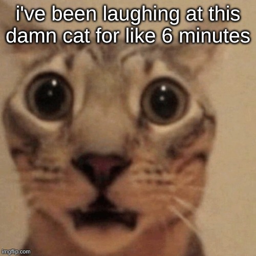 in shock | i've been laughing at this damn cat for like 6 minutes | image tagged in in shock | made w/ Imgflip meme maker