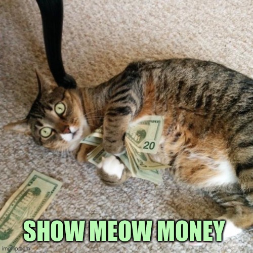 money cat | SHOW MEOW MONEY | image tagged in money cat | made w/ Imgflip meme maker
