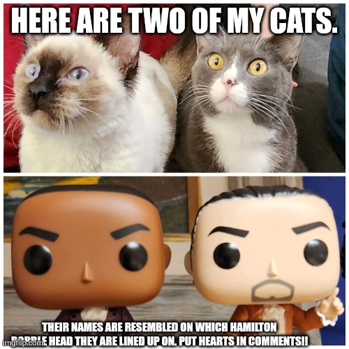 Left to right-->   Burr and Hamilton | HERE ARE TWO OF MY CATS. THEIR NAMES ARE RESEMBLED ON WHICH HAMILTON BOBBLE HEAD THEY ARE LINED UP ON. PUT HEARTS IN COMMENTS!! | image tagged in cats,cute cats | made w/ Imgflip meme maker