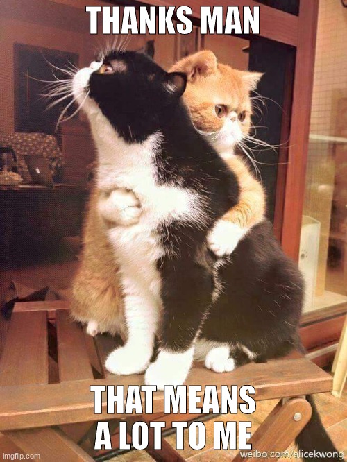 cats hugging | THANKS MAN THAT MEANS A LOT TO ME | image tagged in cats hugging | made w/ Imgflip meme maker