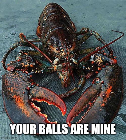 Lobster | YOUR BALLS ARE MINE | image tagged in lobster | made w/ Imgflip meme maker