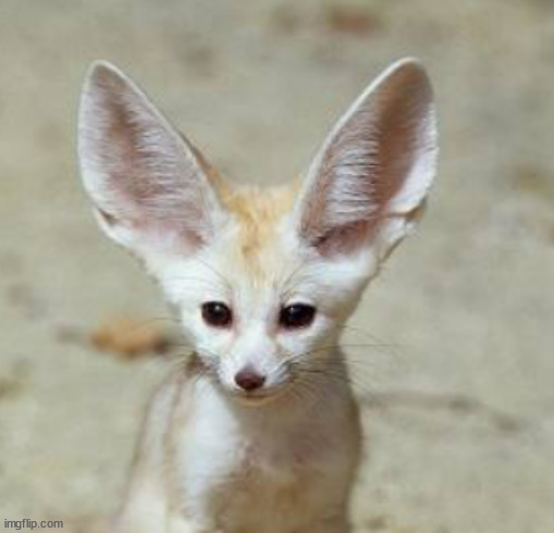 Fennec Fox | image tagged in fennec fox | made w/ Imgflip meme maker