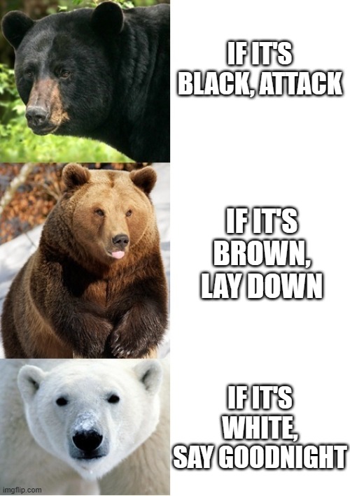 Bears | IF IT'S BLACK, ATTACK; IF IT'S BROWN, LAY DOWN; IF IT'S WHITE, SAY GOODNIGHT | image tagged in bears,bear attack | made w/ Imgflip meme maker