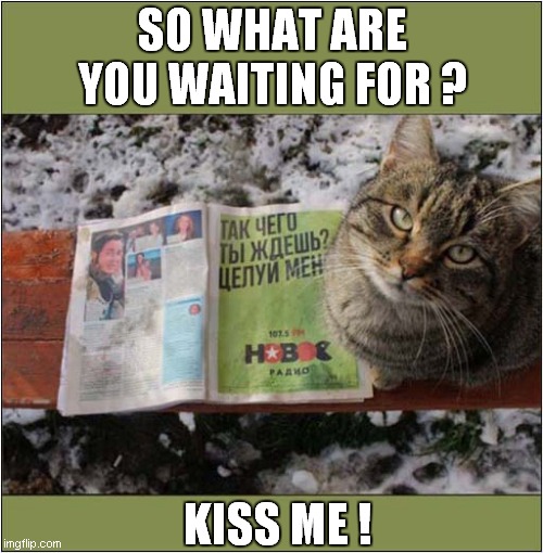 Translation Of Magazine: | SO WHAT ARE YOU WAITING FOR ? KISS ME ! | image tagged in cats,russian,magazines,translation | made w/ Imgflip meme maker