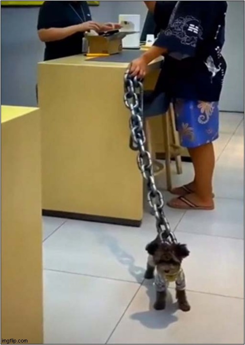 Owner Not Taking Any Chances ! | image tagged in dogs,puppy,chain | made w/ Imgflip meme maker