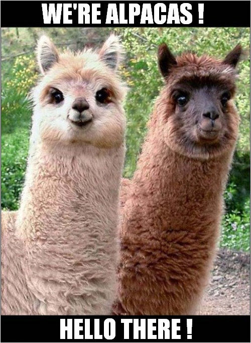 Awwww ! | WE'RE ALPACAS ! HELLO THERE ! | image tagged in alapacas,hello there | made w/ Imgflip meme maker