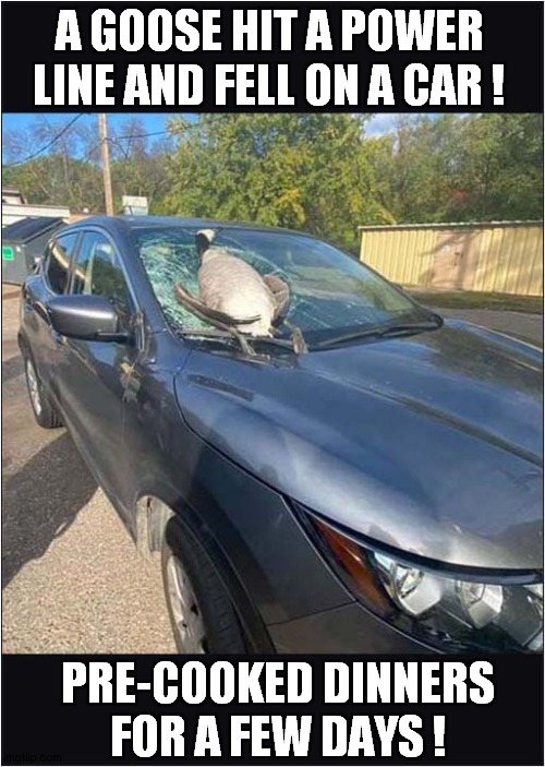 Every Cloud Has A Silver Lining ! | A GOOSE HIT A POWER LINE AND FELL ON A CAR ! PRE-COOKED DINNERS
FOR A FEW DAYS ! | image tagged in dead goose,smashed car,every cloud,sayings,dark humour | made w/ Imgflip meme maker