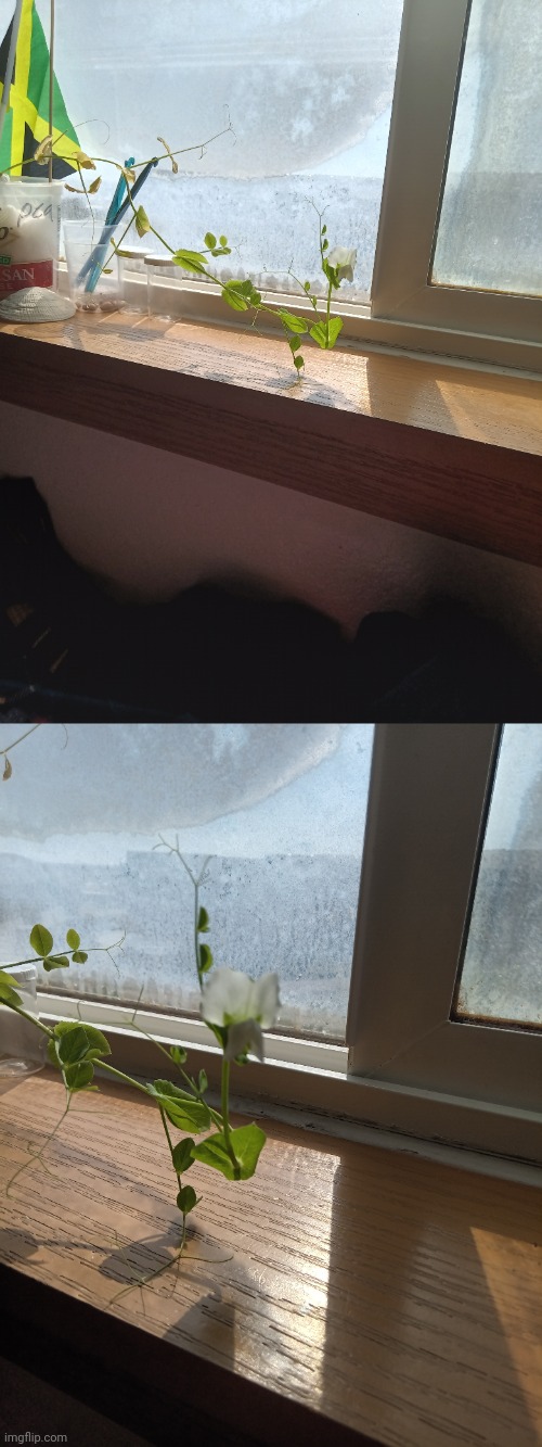 Pea update: he's been growing lately. 4 months old | made w/ Imgflip meme maker
