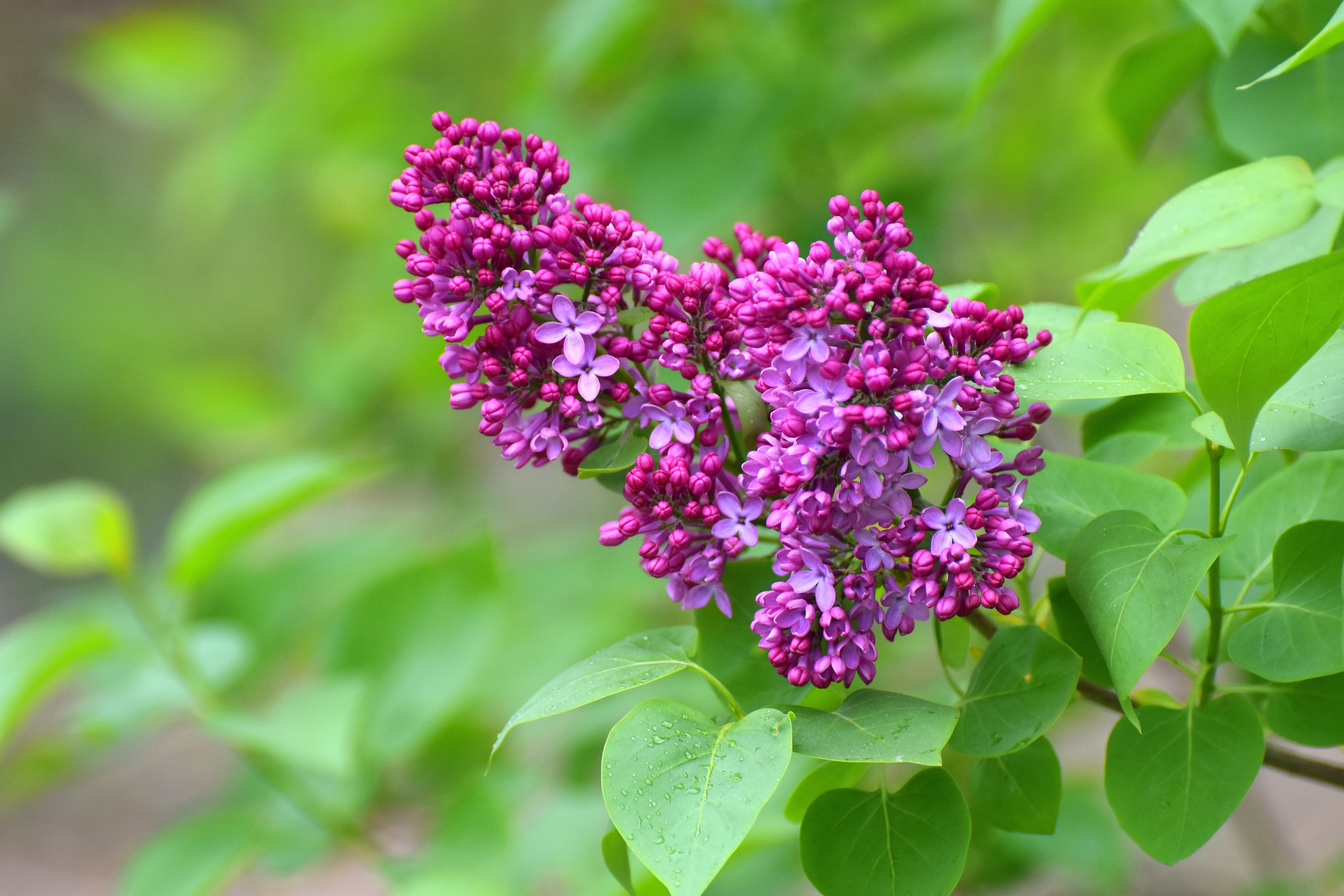 lilacs are blooming | made w/ Imgflip meme maker
