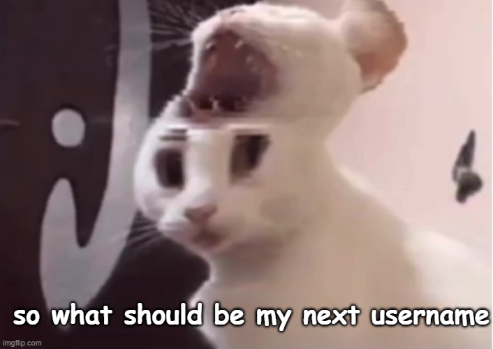 mod note: OTLC | so what should be my next username | image tagged in shocked cat | made w/ Imgflip meme maker
