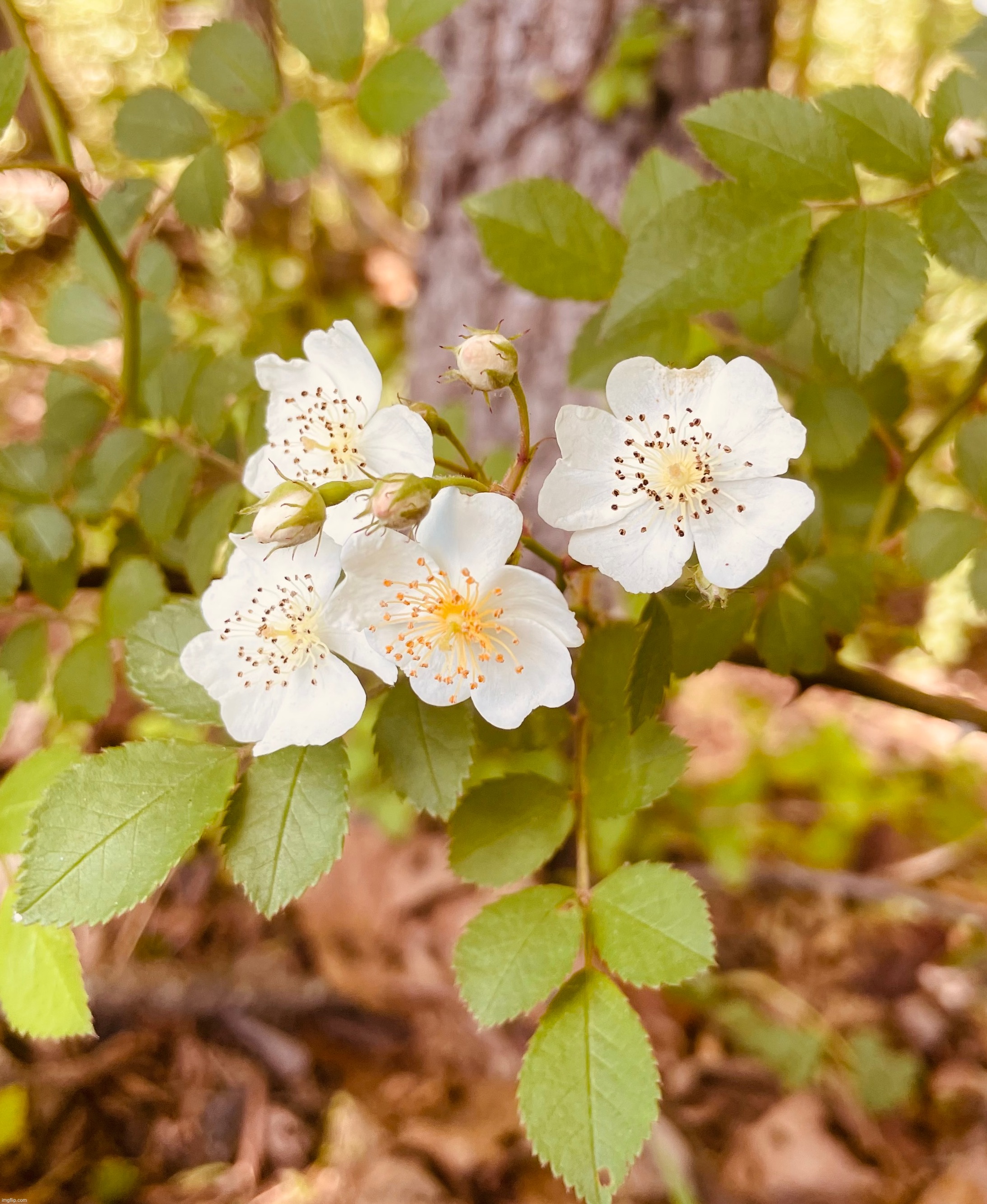 Wild roses (I think) | image tagged in rose,photography,photos | made w/ Imgflip meme maker