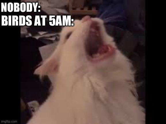 Seriously like birds at 5am are so loud then they get quiet later, like why? | NOBODY:; BIRDS AT 5AM: | image tagged in screamin cat,birds,screaming,loud,why are you reading this,stop reading the tags | made w/ Imgflip meme maker