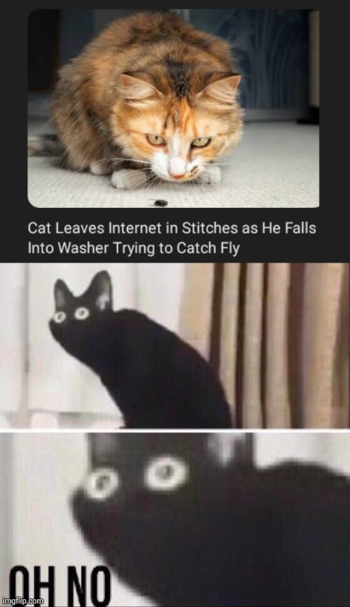 Tried to catch a fly | image tagged in oh no cat,cat,cats,washer,fly,memes | made w/ Imgflip meme maker