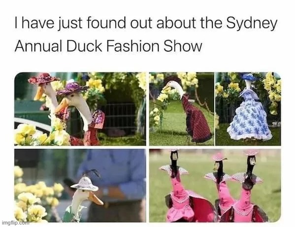 image tagged in ducks | made w/ Imgflip meme maker