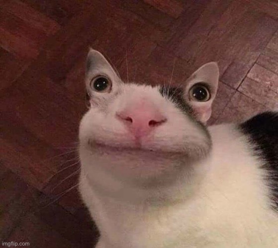 950 | image tagged in cats,cursed image,cursed,eyes,memes,weird | made w/ Imgflip meme maker