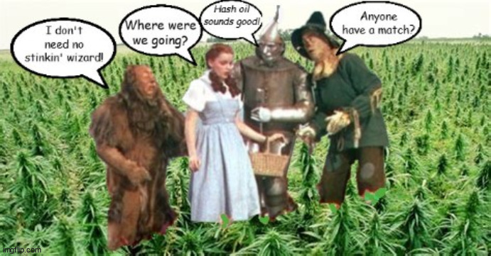 Toto I think we're in cannabis! | image tagged in wizard of oz,pot,weed,marijuana,snoke,grass | made w/ Imgflip meme maker