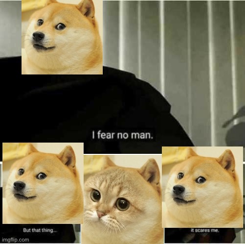 Doge VS. Cate | image tagged in i fear no man | made w/ Imgflip meme maker