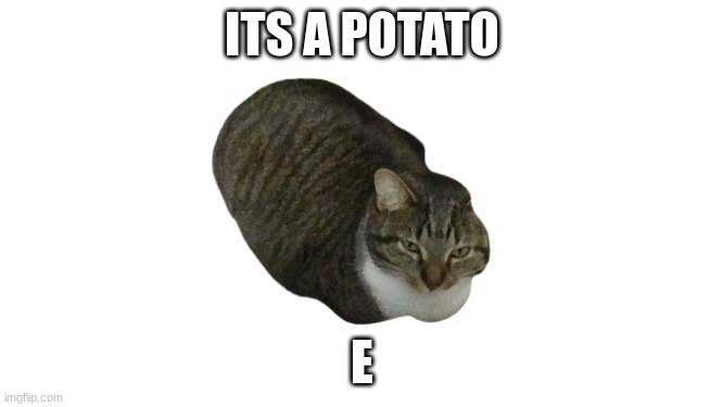 cat | ITS A POTATO; E | image tagged in cat | made w/ Imgflip meme maker