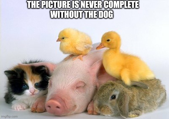 Baby animals | THE PICTURE IS NEVER COMPLETE; WITHOUT THE DOG | image tagged in baby animals | made w/ Imgflip meme maker