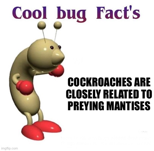 Cool Bug Facts | COCKROACHES ARE CLOSELY RELATED TO
PREYING MANTISES | image tagged in cool bug facts | made w/ Imgflip meme maker