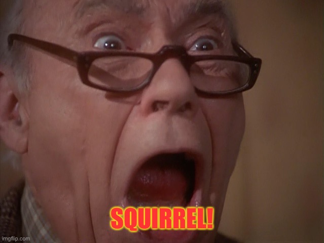 Christmas Vacation Squirrel | SQUIRREL! | image tagged in christmas vacation squirrel | made w/ Imgflip meme maker