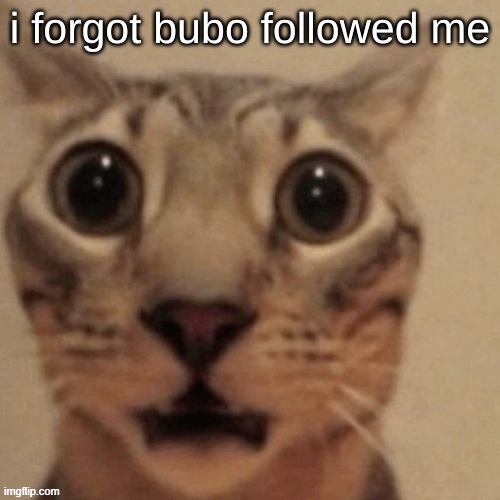 in shock | i forgot bubo followed me | image tagged in in shock | made w/ Imgflip meme maker