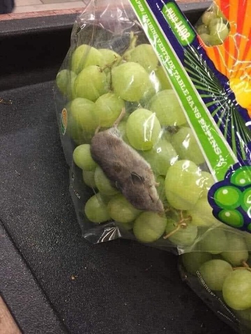 Grape Rat | image tagged in grape rat | made w/ Imgflip meme maker