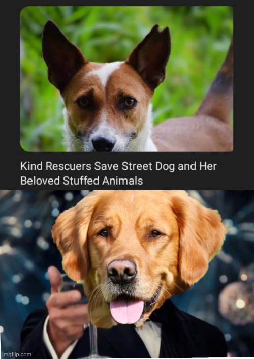 Street dog | image tagged in dog cheers,wholesome,dogs,dog,memes,rescued | made w/ Imgflip meme maker