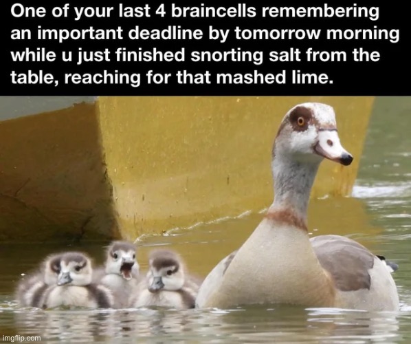 image tagged in memes | made w/ Imgflip meme maker