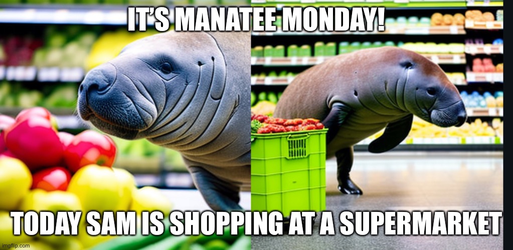 Manatee monday 7 | IT’S MANATEE MONDAY! TODAY SAM IS SHOPPING AT A SUPERMARKET | image tagged in manatee,sam the sea cow,monday,supermarket,food | made w/ Imgflip meme maker