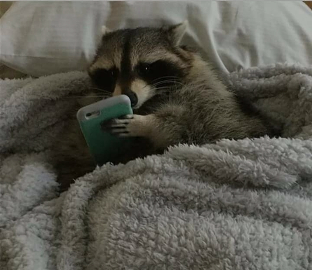 Raccoon in bed Blank Meme Template