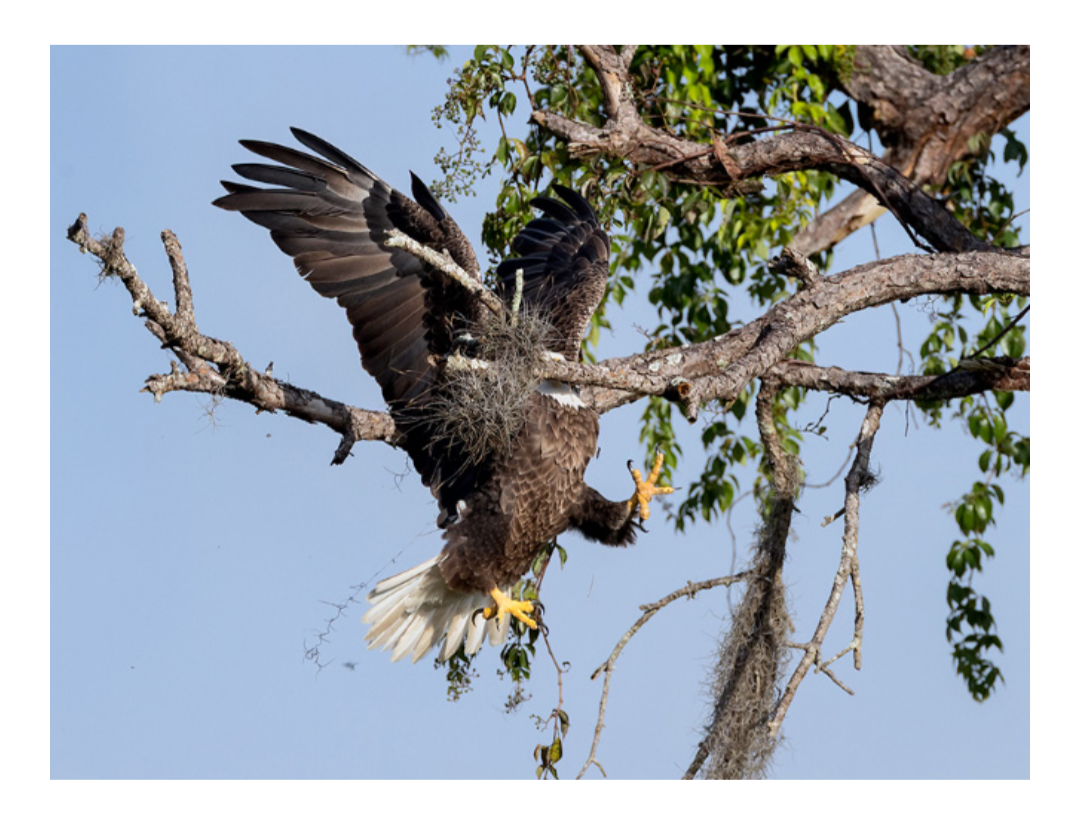 Eagle faceplant Blank Meme Template