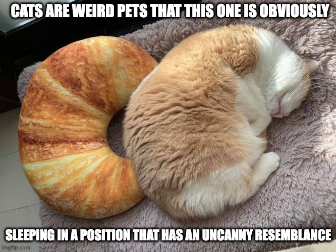 Cat Sleeping in the Shape of a Croissant | CATS ARE WEIRD PETS THAT THIS ONE IS OBVIOUSLY; SLEEPING IN A POSITION THAT HAS AN UNCANNY RESEMBLANCE | image tagged in cats,croissant,memes | made w/ Imgflip meme maker