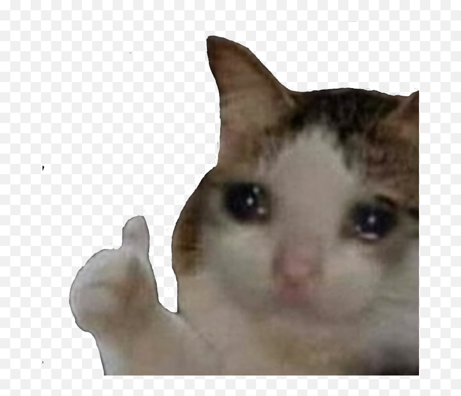 Sad cat thumbs up Blank Meme Template