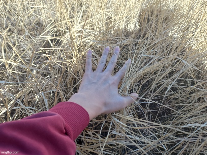 Me touching dry grass, in Early Spring | made w/ Imgflip meme maker