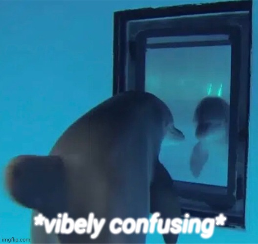 Dolphin vibely confuses... | *vibely confusing* | image tagged in dolphin in the mirror | made w/ Imgflip meme maker