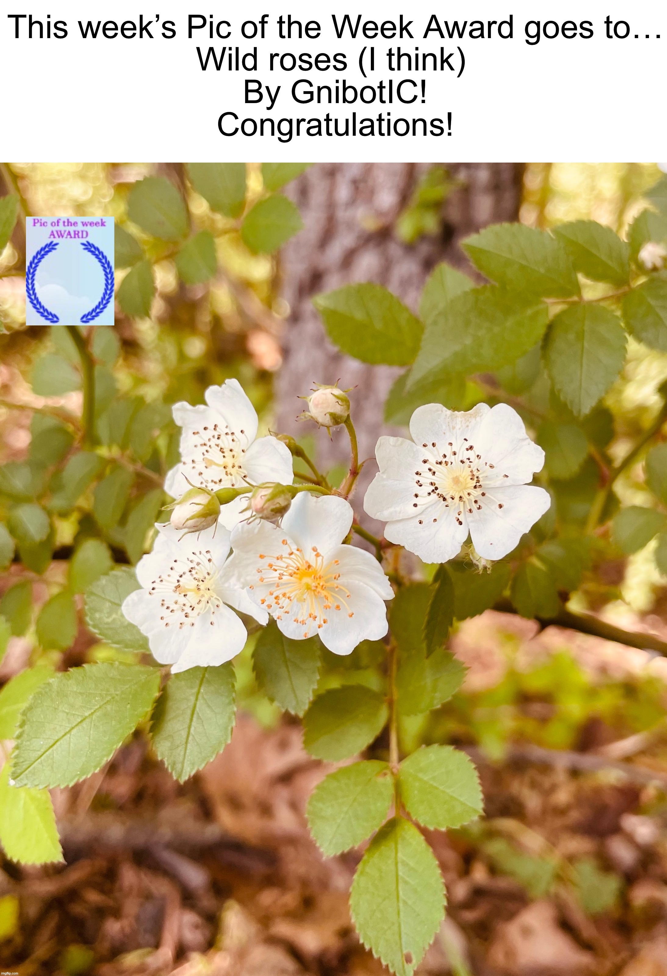 Wild roses by @GnibotIC https://imgflip.com/i/7k225z | This week’s Pic of the Week Award goes to…
Wild roses (I think) 
By GnibotIC!
Congratulations! | image tagged in share your own photos | made w/ Imgflip meme maker