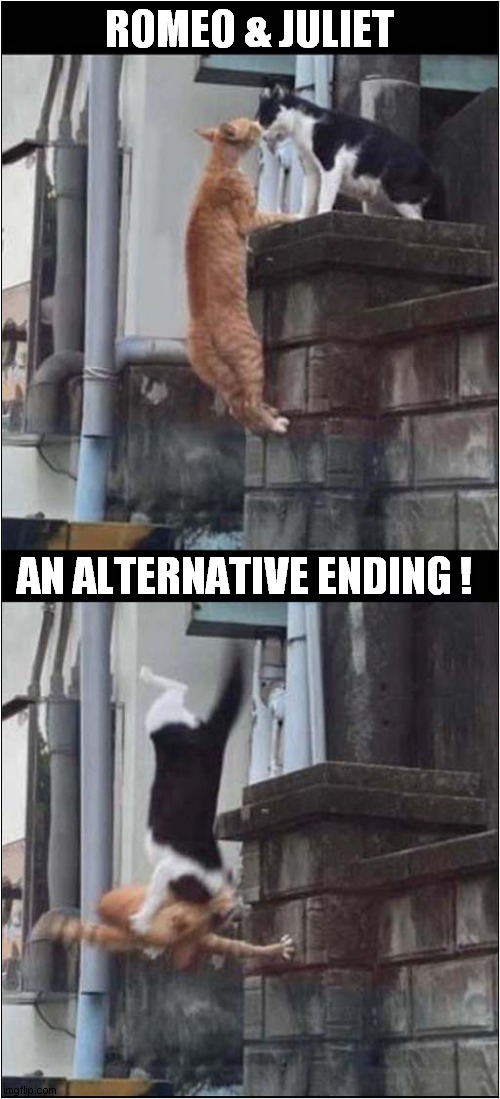 Cats Love Shakespeare ! | ROMEO & JULIET; AN ALTERNATIVE ENDING ! | image tagged in cats,shakespeare,romeo and juliet,alternative,ending | made w/ Imgflip meme maker