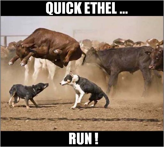 Low Flying Cow ! | QUICK ETHEL ... RUN ! | image tagged in dogs,low flying,cow | made w/ Imgflip meme maker